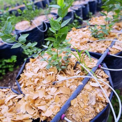 Капельный полив для голубики